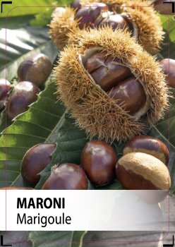 Preview: Marigoule