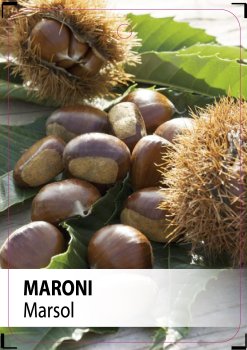 Preview: Marsol
