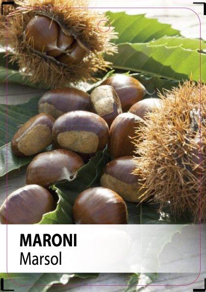 Marsol